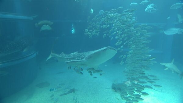 海遊館 ジンベエザメ