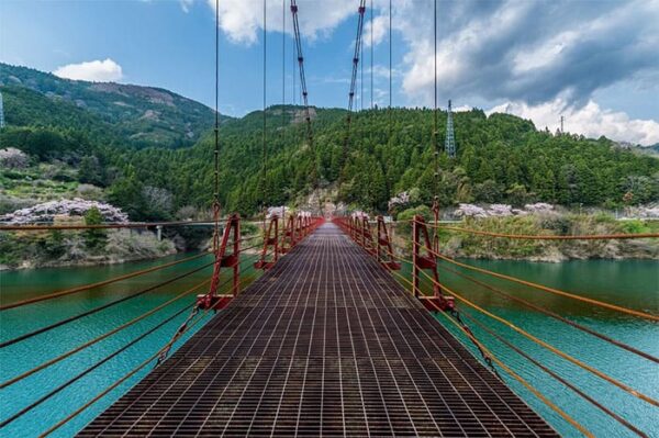 よーいドン いきなり日帰りツアー 和歌山 有田川町 蔵王橋